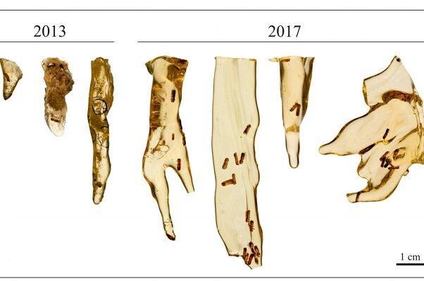 استخراج موفق دی ان ای از فسیل حشرات استخراج پیروز دی ان ای از فسیل حشرات