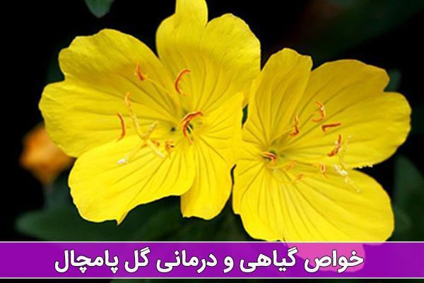 خواص گل پامچال در درمان بیماری ها خواص گل پامچال در درمان بیماری ها