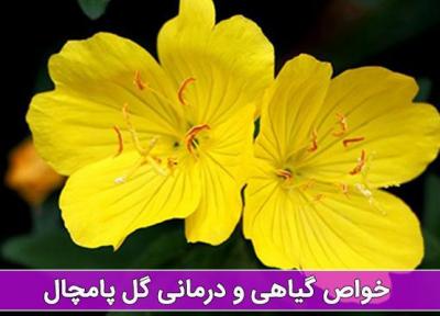 خواص گل پامچال در درمان بیماری ها