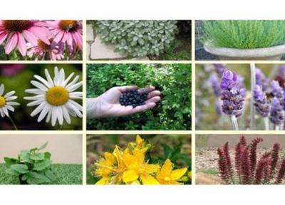 گیاهان دارویی چه خطراتی دارند؟