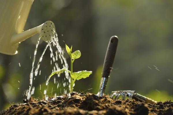 یک سم ارگانیک دیگر، آب و صابون! یک سم ارگانیک دیگر، آب و صابون!